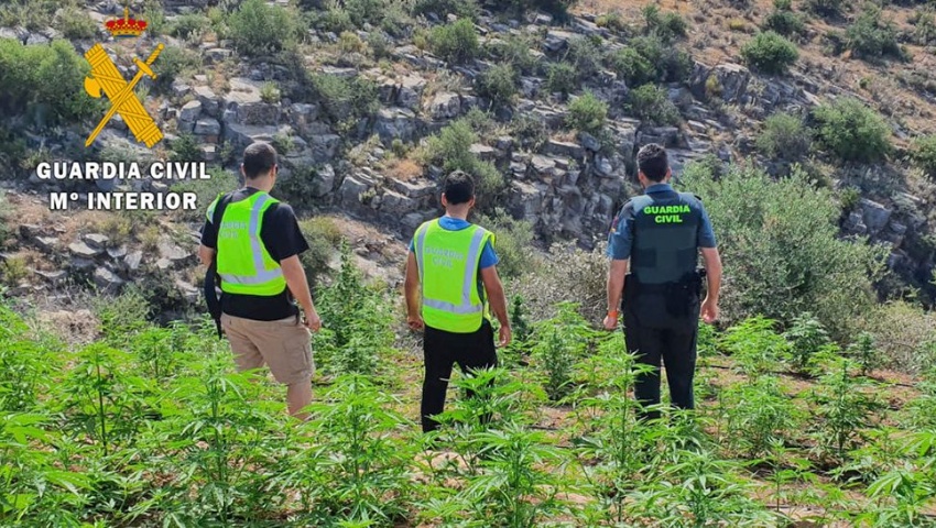 Descubren 359 plantas de cannabis que se cultivaban al aire libre en dos pueblos de la Alpujarra